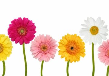 seasonal allergies and teeth