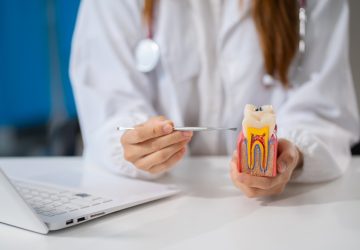 dentists showing root canal tooth model