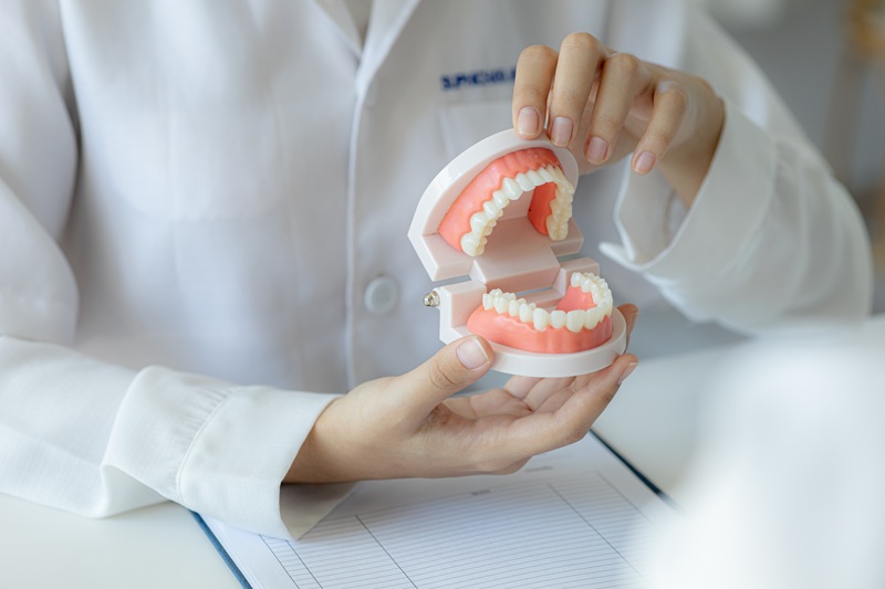 Dentists hold dental models used for dental care consultations,